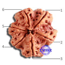 Load image into Gallery viewer, 6 Mukhi Rudraksha from Nepal - Bead No. 420