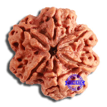 Load image into Gallery viewer, 6 Mukhi Rudraksha from Nepal - Bead No. 420