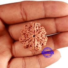 Load image into Gallery viewer, 6 Mukhi Rudraksha from Nepal - Bead No. 421