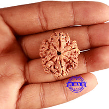 Load image into Gallery viewer, 6 Mukhi Rudraksha from Nepal - Bead No. 422