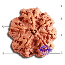Load image into Gallery viewer, 6 Mukhi Rudraksha from Nepal - Bead No 424