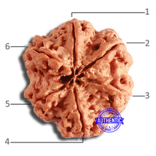 Load image into Gallery viewer, 6 Mukhi Rudraksha from Nepal - Bead No. 425