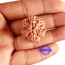 Load image into Gallery viewer, 6 Mukhi Rudraksha from Nepal - Bead No. 425