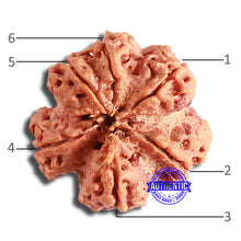 Load image into Gallery viewer, 6 Mukhi Rudraksha from Nepal - Bead No. 426