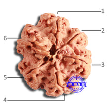 Load image into Gallery viewer, 6 Mukhi Rudraksha from Nepal - Bead No. 427