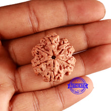 Load image into Gallery viewer, 6 Mukhi Rudraksha from Nepal - Bead No. 427