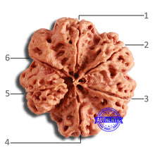Load image into Gallery viewer, 6 Mukhi Rudraksha from Nepal - Bead No. 428