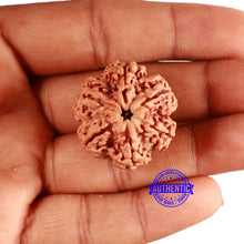 Load image into Gallery viewer, 6 Mukhi Rudraksha from Nepal - Bead No. 429