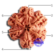 Load image into Gallery viewer, 6 Mukhi Rudraksha from Nepal - Bead No. 430