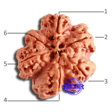 Load image into Gallery viewer, 6 Mukhi Rudraksha from Nepal - Bead No. 434