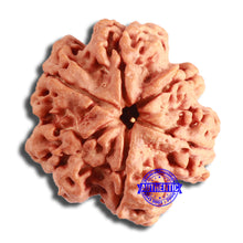Load image into Gallery viewer, 6 Mukhi Rudraksha from Nepal - Bead No. 434