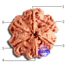 Load image into Gallery viewer, 6 Mukhi Rudraksha from Nepal - Bead No. 435