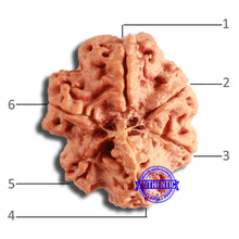 Load image into Gallery viewer, 6 Mukhi Rudraksha from Nepal - Bead No. 436