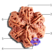 Load image into Gallery viewer, 6 Mukhi Rudraksha from Nepal - Bead No. 439