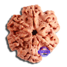 Load image into Gallery viewer, 6 Mukhi Rudraksha from Nepal - Bead No. 439