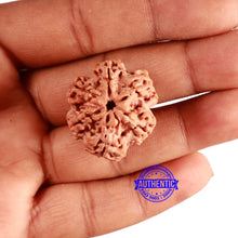 Load image into Gallery viewer, 6 Mukhi Rudraksha from Nepal - Bead No. 439