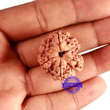 Load image into Gallery viewer, 6 Mukhi Rudraksha from Nepal - Bead No. 440