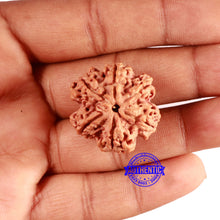 Load image into Gallery viewer, 6 Mukhi Rudraksha from Nepal - Bead No. 441