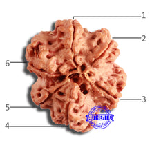 Load image into Gallery viewer, 6 Mukhi Rudraksha from Nepal - Bead No. 442
