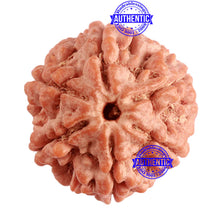 Load image into Gallery viewer, 6 Mukhi Rudraksha from Nepal - Bead No. 375