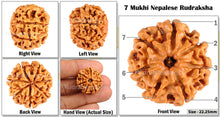 Load image into Gallery viewer, 7 Mukhi Nepalese Rudraksha - Bead No. 30