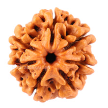 Load image into Gallery viewer, 7 Mukhi Nepalese Rudraksha - Bead No. 53