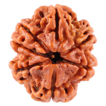 Load image into Gallery viewer, 7 Mukhi Nepalese Rudraksha - Bead No. 60