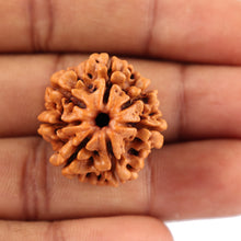 Load image into Gallery viewer, 7 Mukhi Nepalese Rudraksha - Bead No. 53
