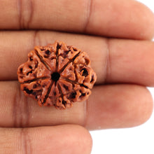 Load image into Gallery viewer, 7 Mukhi Nepalese Rudraksha - Bead No. 52