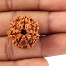 Load image into Gallery viewer, 7 Mukhi Nepalese Rudraksha - Bead No. 54