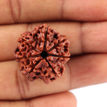 Load image into Gallery viewer, 7 Mukhi Nepalese Rudraksha - Bead No. 59