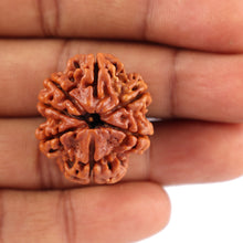 Load image into Gallery viewer, 7 Mukhi Nepalese Rudraksha - Bead No. 60