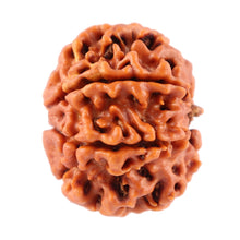 Load image into Gallery viewer, 7 Mukhi Nepalese Rudraksha - Bead No. 60