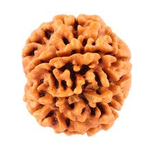 Load image into Gallery viewer, 7 Mukhi Nepalese Rudraksha - Bead No. 53