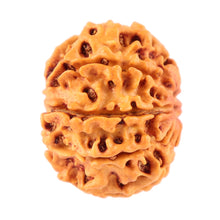 Load image into Gallery viewer, 7 Mukhi Nepalese Rudraksha - Bead No. 51