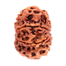 Load image into Gallery viewer, 7 Mukhi Nepalese Rudraksha - Bead No. 52