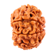 Load image into Gallery viewer, 7 Mukhi Nepalese Rudraksha - Bead No. 54
