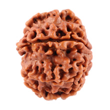 Load image into Gallery viewer, 7 Mukhi Nepalese Rudraksha - Bead No. 57