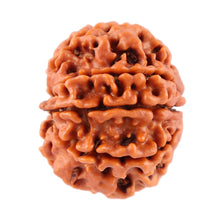 Load image into Gallery viewer, 7 Mukhi Nepalese Rudraksha - Bead No. 60