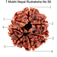 Load image into Gallery viewer, 7 Mukhi Nepalese Rudraksha - Bead No. 56