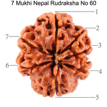 Load image into Gallery viewer, 7 Mukhi Nepalese Rudraksha - Bead No. 60