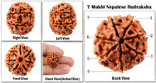 Load image into Gallery viewer, 7 Mukhi Nepalese Rudraksha - Std Size