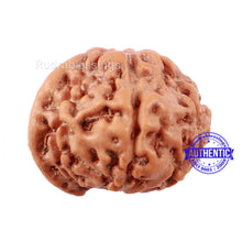 Load image into Gallery viewer, 7 Mukhi Indonesian Ganesh Rudraksha - Bead No. 1