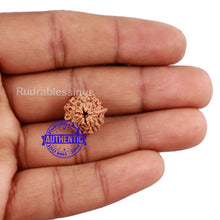 Load image into Gallery viewer, 7 Mukhi Indonesian Ganesh Rudraksha - Bead No. 2