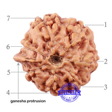 Load image into Gallery viewer, 7 Mukhi Indonesian Ganesh Rudraksha - Bead No. 3