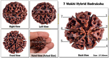 Load image into Gallery viewer, 7 Mukhi Hybrid Rudraksha - Bead No. 10