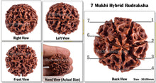 Load image into Gallery viewer, 7 Mukhi Hybrid Rudraksha - Bead No. 12