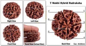 7 Mukhi Hybrid Rudraksha - Bead No. 12