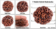 Load image into Gallery viewer, 7 Mukhi Hybrid Rudraksha - Bead No. 13