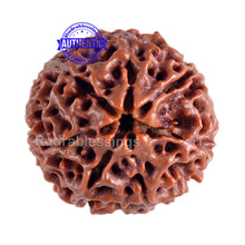 Load image into Gallery viewer, 7 Mukhi Hybrid Rudraksha - Bead No. 14